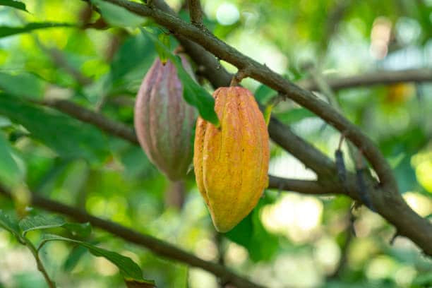 Le cacao : entre histoire et artisanat
