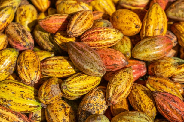 Le commerce équitable et le cacao