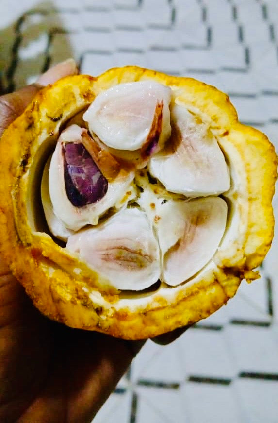 Fèves de cacao