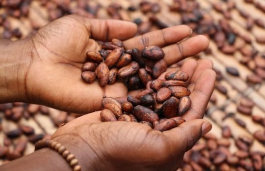 Chocolatier récoltant des graines de cacao