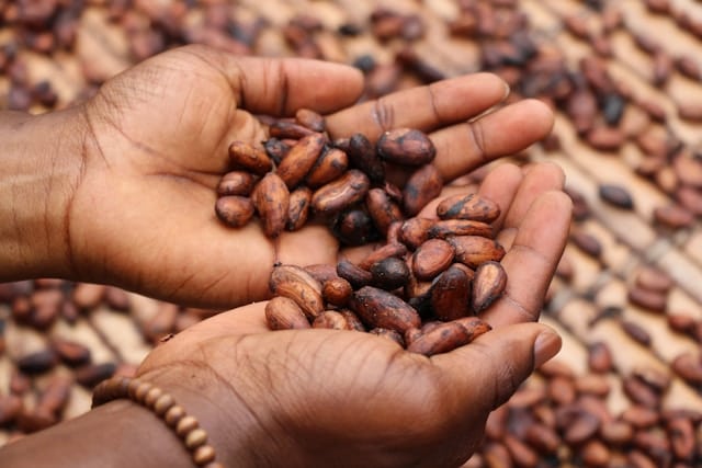 Chocolatier récoltant des graines de cacao